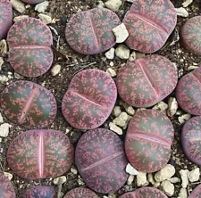 Sale 1.2-2cm Succulent Live Plant Lithops Red Lesliei Fred’s Redhead