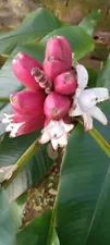 25 Pink Banana Tree - very easy to grow - MUSA VELUTINA Velvet Seeds