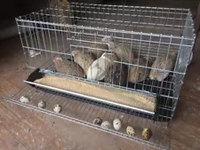 Quail Breeding Pet Cage Free Postage Australia Wide