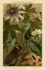 Antique Print-Species of zikaden-Passion flower-Ausländische Cikaden-Meyers-1895