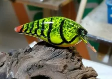 Custom painted 2.5 square bill crankbait (Muddy water craw)