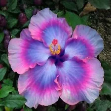 Flower Seeds Giant purple Hibiscus Exotic Coral Flowers 20 Seeds Perennial