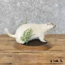 #27599 WC | Albino Prairie Dog Life-Size Mount For Sale