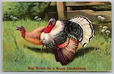 Best Wishes for a Happy Thanksgiving Turkey Tom & Hen Antique Postcard 1900s