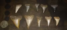 Giant MAKO Shark Tooth Lot