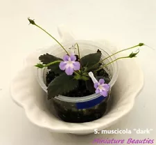 Micro mini Sinningia Muscicola Dark seeds rare tuberous exotic African Violet