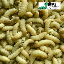 Live Waxworms, Wax worms Fishing, Reptile Feeders, Free Shipping