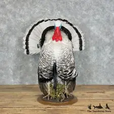 #27973 P* | Royal Palm Turkey Taxidermy Bird Mount For Sale