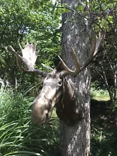 Faux Moose Head With Real Antlers. 1971 Wyoming Game Tag Taxidermy Structure