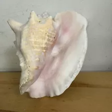 Large Pink Queen Conch Shell - 11x7x7 -Natural Beach Seashell Nautical Ocean