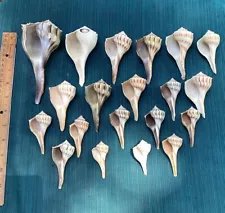 20 2” - 6” Lightning Whelk Seashells Sanibel Florida Crafting Sea Shells