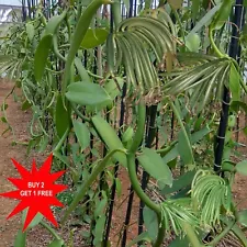 Vanilla Plant / Planifolia Bean / Rooted plant (Matured) / Ready to grow /1 stem