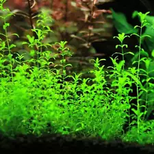 Micranthemum Micranthemoides (Pearl Weed) | Aquarium Plants Factory®