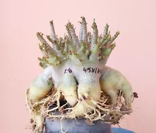 adenium arabicum desert rose plant アデニウム アラビカム