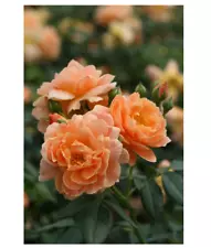 2 Plant At Last® Rose Bush - 4" Pot - Fragrant - Proven Winners