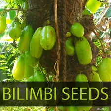 Averrhoa Bilimbi Seeds Cucumber Tropical Rare Fruit Pickle Tree Sorrel 20 Seeds