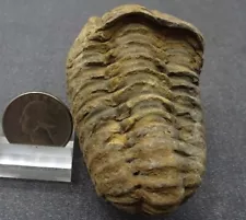 fossils for sale ebay