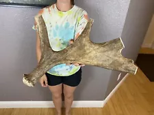 1 Huge JUMBO Whole MOOSE ANTLER Dog Chew SALE SELECT MASSIVE! COLOSSAL BIG 18”