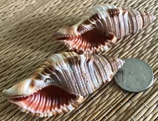 2 - HAIRY TRITON SEA SHELLS FOR YOUR COLLECTION OR CRAFT