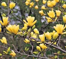 Yulan Magnolia Seed 20 Yellow Butterfly Magnolia Seeds Tree Tulip Lily Flower