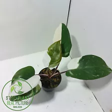 REAL PICTURE Philodendron Anderson Free Phytosanitary