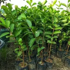 Grafted White Guava Thai fruit trees 2-3ft