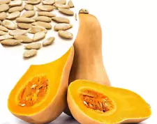 BUTTERNUT SQUASH Organic Seeds– Vegetable Seeds 25pc-200pcg in ceylon..