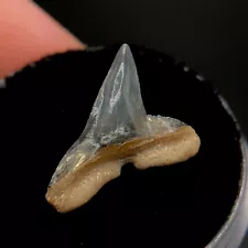 Rare Gainesville FL Hammerhead Fossil Shark Tooth Prehistoric Gems Florida