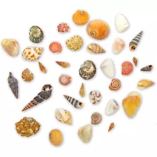 700 PCS Tiny Craft Spiral Seashell for DIY Art Home Sea Shells Decoration 0.4-1"