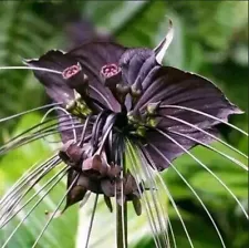 1 Rhizome/ Bulb Black Bat Flower Plant Houseplant