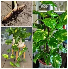 4 Rooted Cutting Golden Pothos Variegated Giant Plant Epipremnum Fenestrated