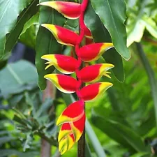 Heliconia Rostrata Hanging Lobster Claw Live Rhizomes Exotic Plant