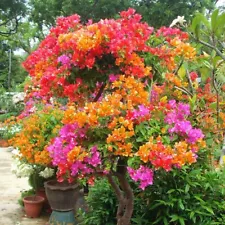 100 Mixed Color Bougainvillea Bonsai Flower Plant Seeds