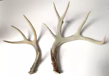 Pair of Deer Shed Antlers 15" Longest Man Cave Decor C