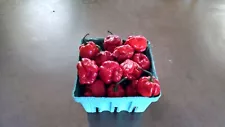 6 FRESH PICKED Trinidad Scorpion Moruga Peppers (Hydroponically Grown)