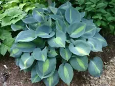 Hosta 'Touch of Class' 4" Pot Size Starter Plant