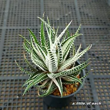 Haworthia attenuata WHITE VARIEGATA / rare cactus succulent agave aloe gasteria