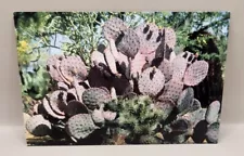 Purple Pancake Prickly Pear Cactus Desert