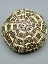 3.5" Green Alfonso Sea Urchin Shell Philippines