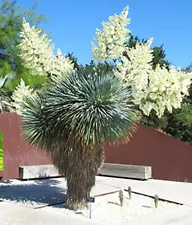 Yucca Rostrata 10 Seeds, succulents, cacti, succulents