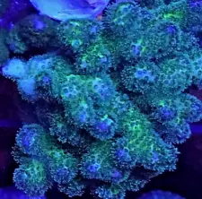 [WYSIWYG] Pocillopora Mini Colony #2 Easy SPS Live Coral