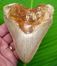 MEGALODON SHARK TOOTH - XL 5 & 1/8 " - NO RESTORATIONS - INDONESIAN - w/ STAND