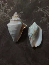 Large Natural Conch Sea Shells Rare Clam Fish Tank Aquarium Free Shipping