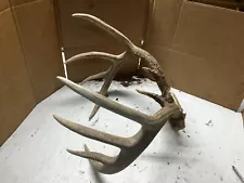 whitetail deer antlers for sale