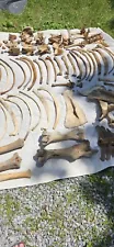 Horse Skeleton