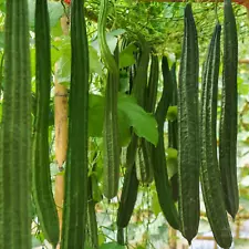 loofah seeds for sale