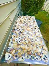 Oyster Shells Lot Of 50, Cleaned 2.5”-4+”, Great for crafts or weddings placards