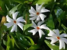 NYCTANTHES PARIJAT NIGHT JASMINE FLOWERING PLANT TRISTIS CUTTINGS LIVE ROOTED