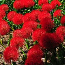 2 BULBS BLOOD LILY SCADOXUS MULTIFLORUS HAEMANTHUS RHIZOME FLOWER RARE PLANT