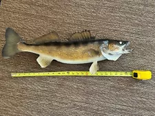 24" Walleye taxidermy fish mount for sale Beautiful WI Walleye